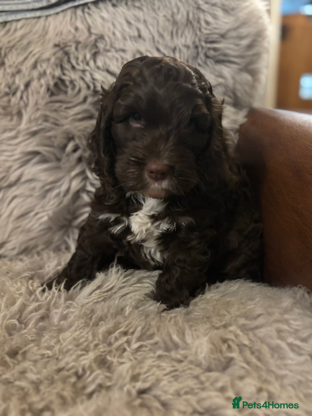 Cockapoo dogs for sale: F1 Chocolate Cockapoo pups - Advert 6