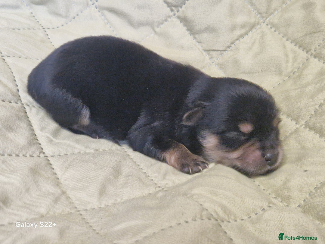 Mixed Breed dogs for sale: Pomeranian X Maltese maltipoms puppies rare  - Image 5