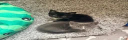 American Shorthair cats for sale: Cute black and grey kittens  in Northampton - Advert 32