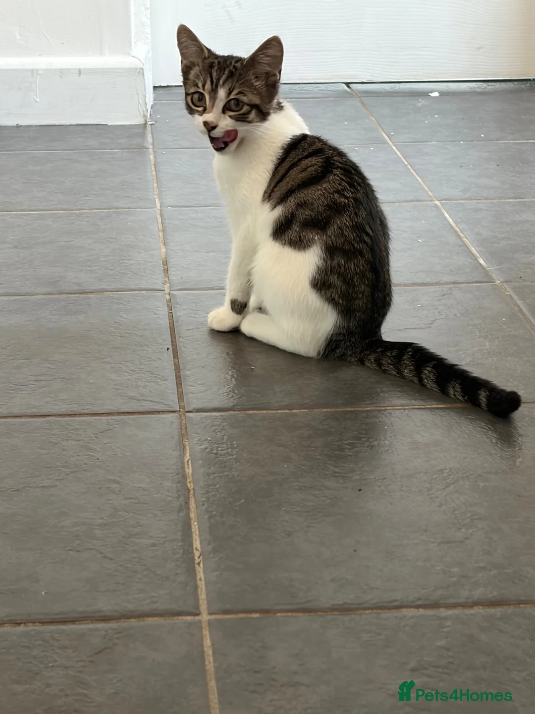 Mixed Breed cats for sale: Mavis and Edward  - Advert 2