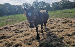 Welsh Section D horses for sale: Part welsh d - Image 1
