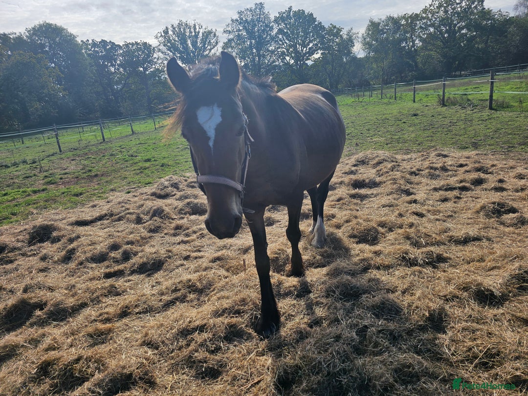 Welsh Section D horses for sale: Part welsh d - Image 1