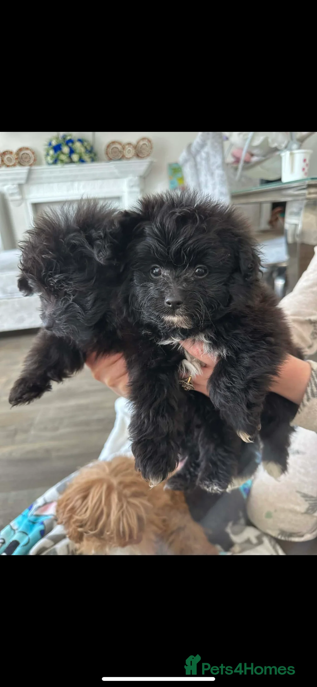 Pomapoo dogs for sale: Toy Asian pomapoo - Advert 2