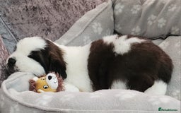 Saint Bernard dogs for sale: 🐾Saint Bernard Puppies🐾 - Image 12