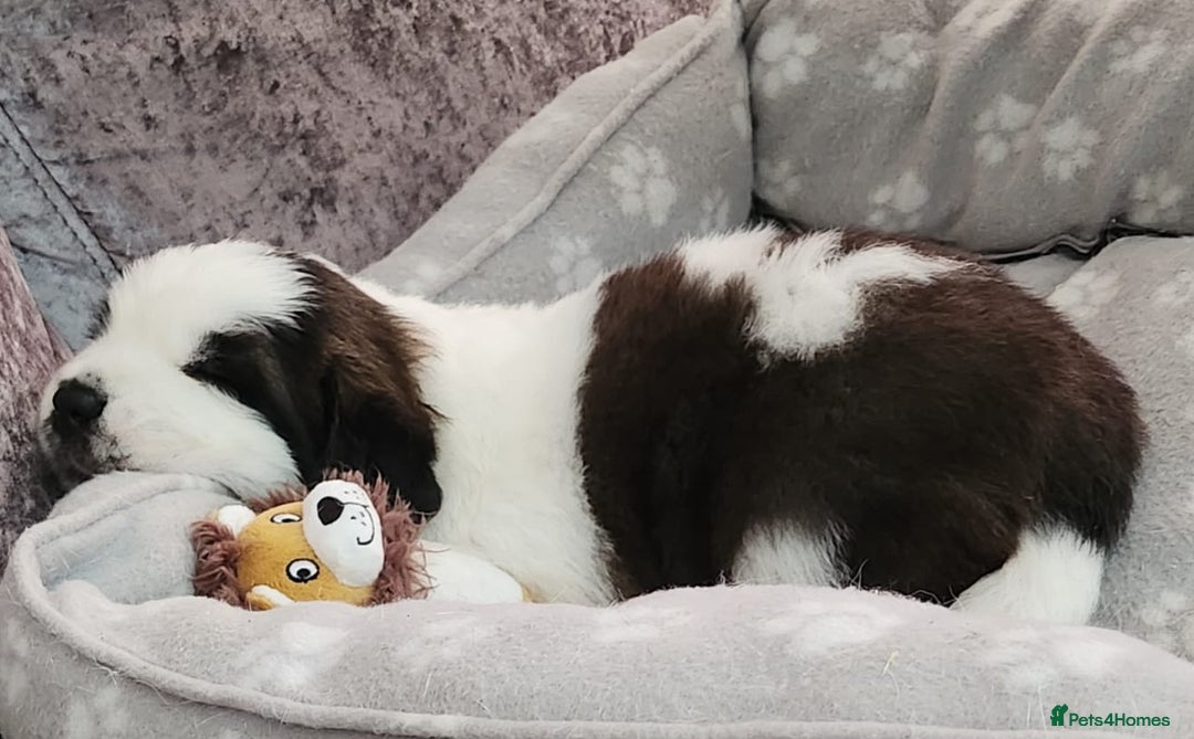 Saint Bernard dogs for sale: 🐾Saint Bernard Puppies🐾 - Image 12
