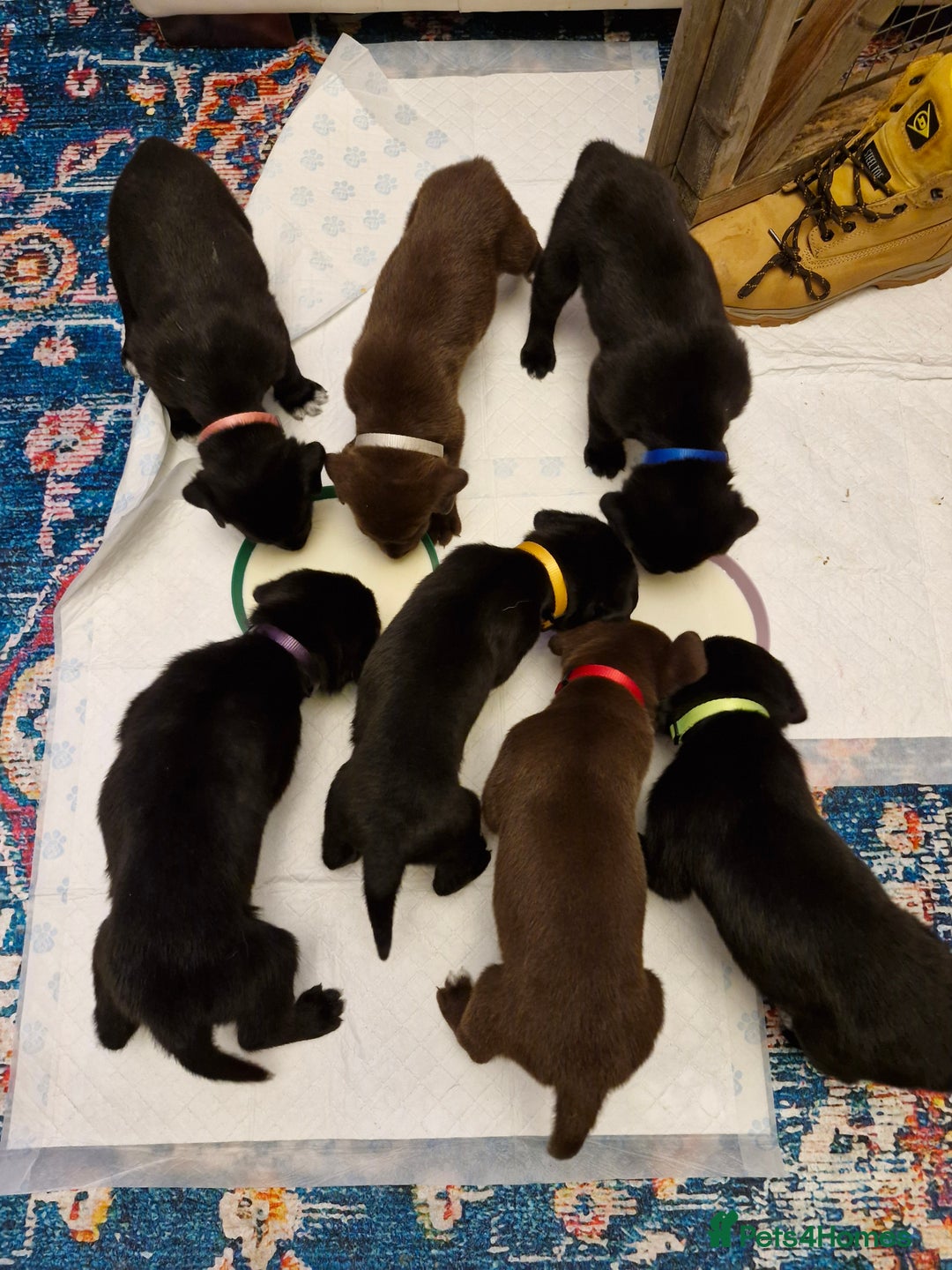 Mixed Breed dogs for sale: Dalmatian shepherd  - Image 1