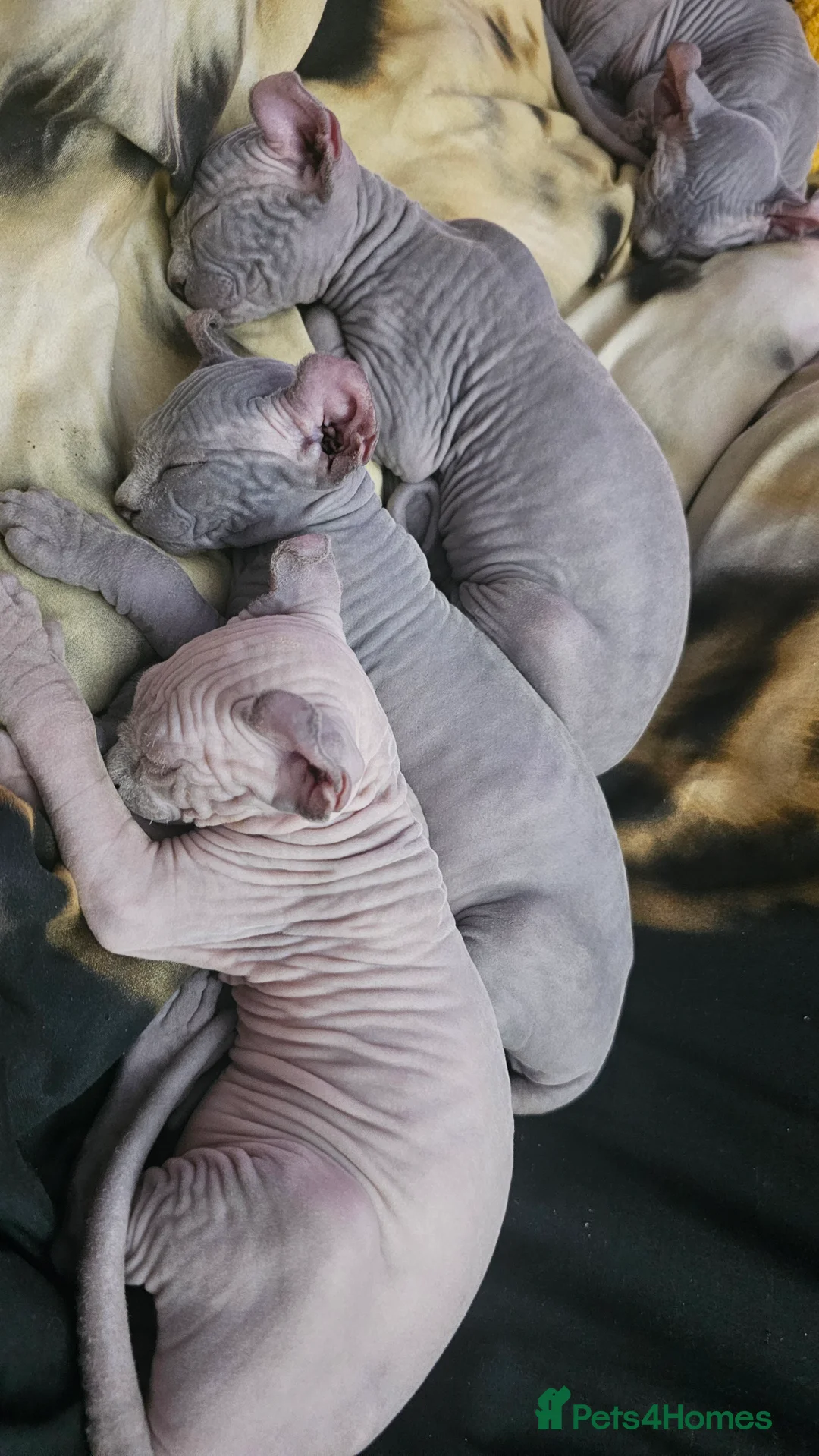 Sphynx cats for sale: Sphynx Elf kittens - Advert 11