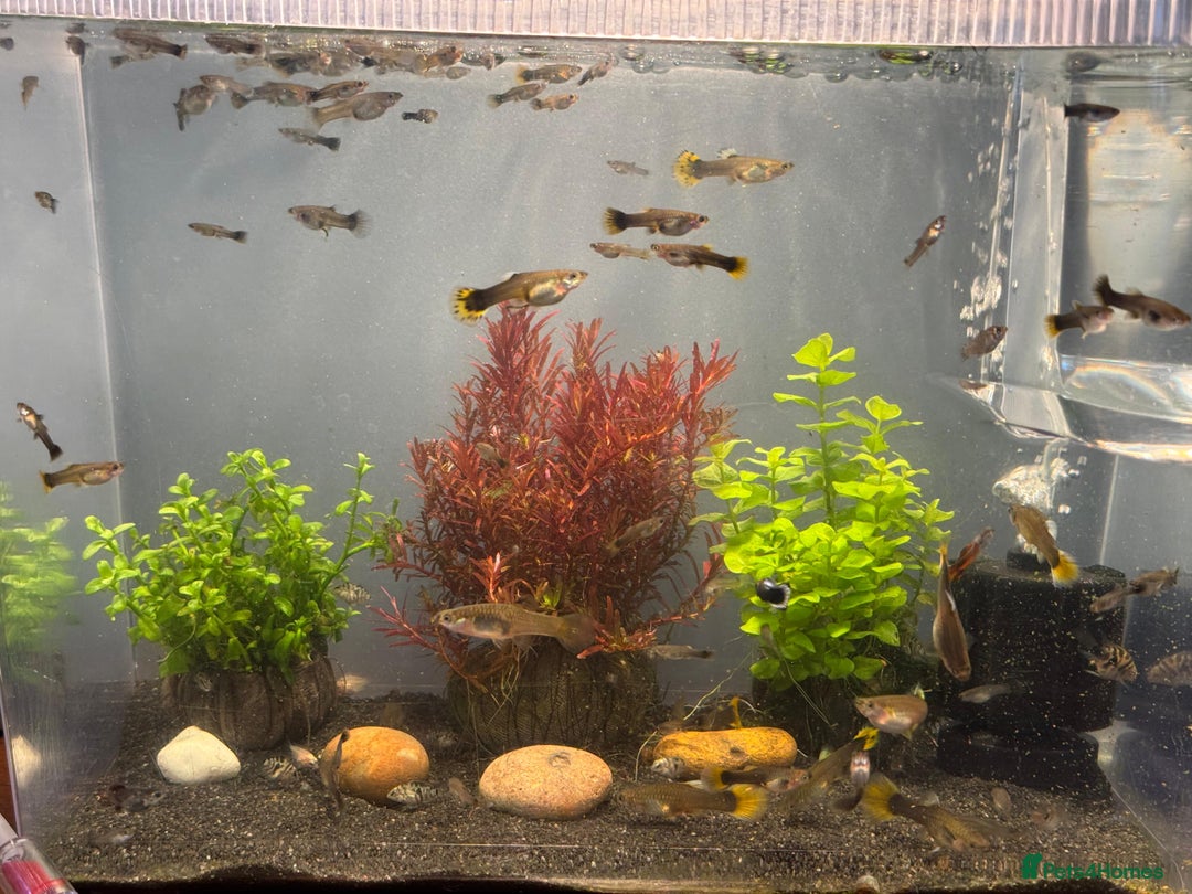 Platies fish for sale: Tropical Fish (x10)–Platty, Blue Cichlids, Guppies - Advert 3