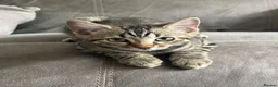 Bengal cats for sale: Bengal kittens  - Advert 4