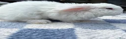 Mini Lop rabbits for sale: Two litter for sale  - Advert 7