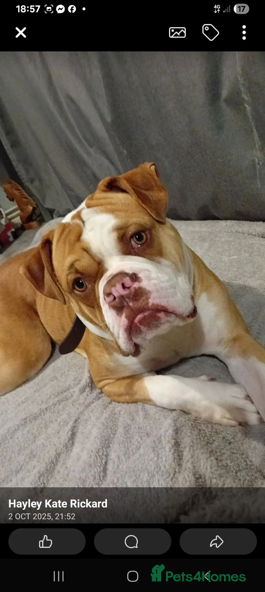 American Bulldog dogs for stud: Simba American bulldog in Leek - Advert 2