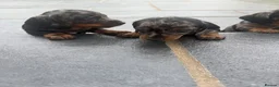 Miniature Dachshund dogs for sale: Beautiful Miniature Dachshunds - Advert 2