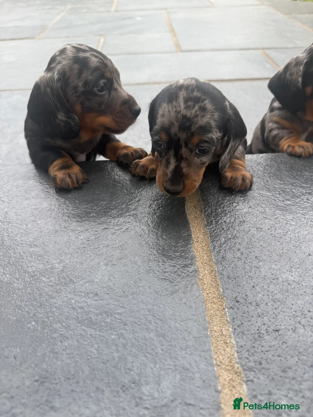 Miniature Dachshund dogs for sale: Beautiful Miniature Dachshunds - Advert 2