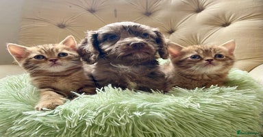 Cavapoo dogs - Advert 9