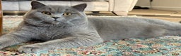 British Shorthair cats for stud: British Shorthair male –  stud available - Advert 1