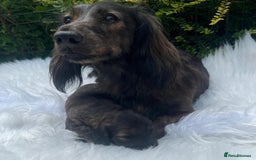 Miniature Dachshund dogs for sale: Beautiful KC mini L/h girls - Image 4