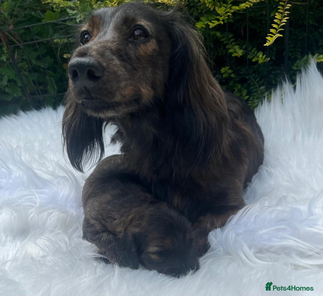 Miniature Dachshund dogs for sale: Beautiful KC mini L/h girls - Image 4