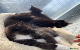 Mixed Breed cats for sale: Half british shorthair kitten - Image 10