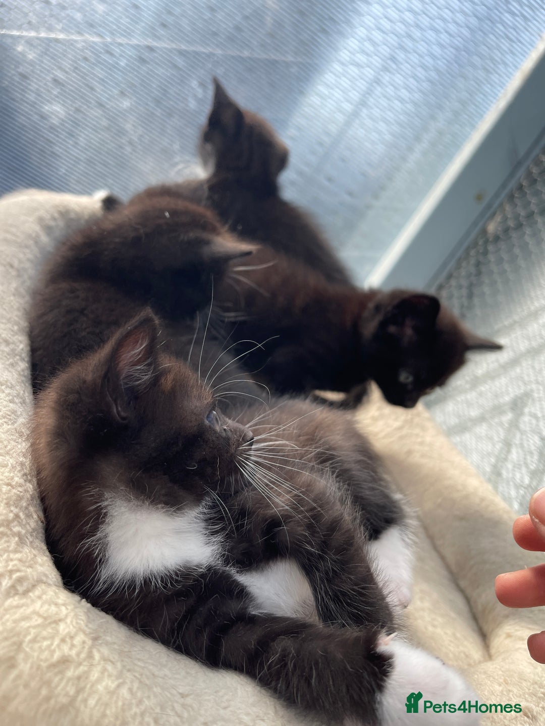 Mixed Breed cats for sale: Half british shorthair kitten - Image 10