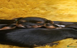 Yorkshire Terrier dogs for sale: Yorkshire Terrier puppies - Image 10