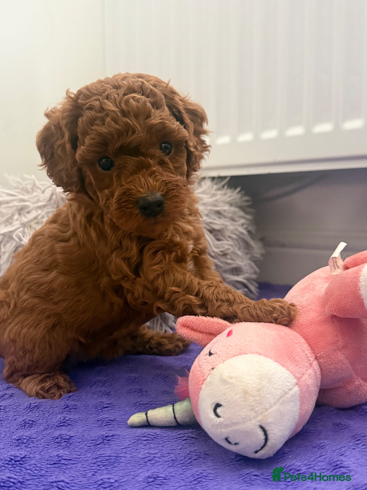 Toy Poodle dogs Beautiful Red Toy Poodle Puppies 🤎🐩 - Advert 2