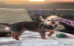 Mixed Breed dogs for sale: Jackawawa puppies  - Image 6