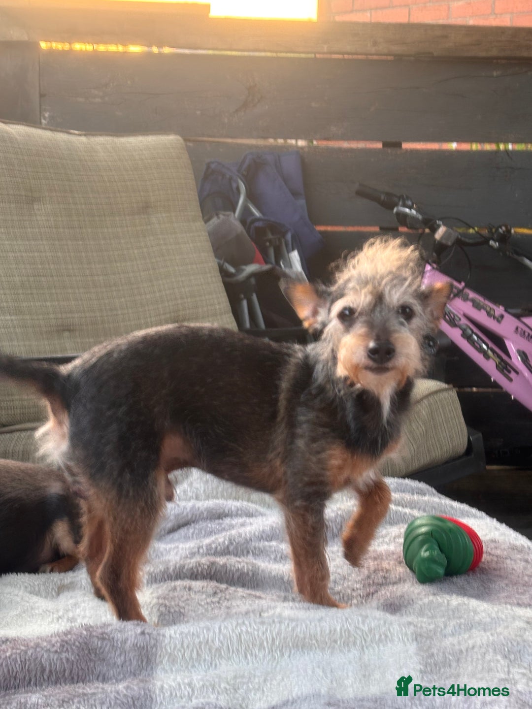 Mixed Breed dogs for sale: Jackawawa puppies  - Image 6