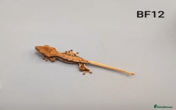 Gecko reptiles for sale: Tri Colour Harlequin Pinstripe Crested Gecko CB25 - Image 5