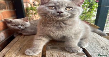 British Shorthair cats - Advert 9