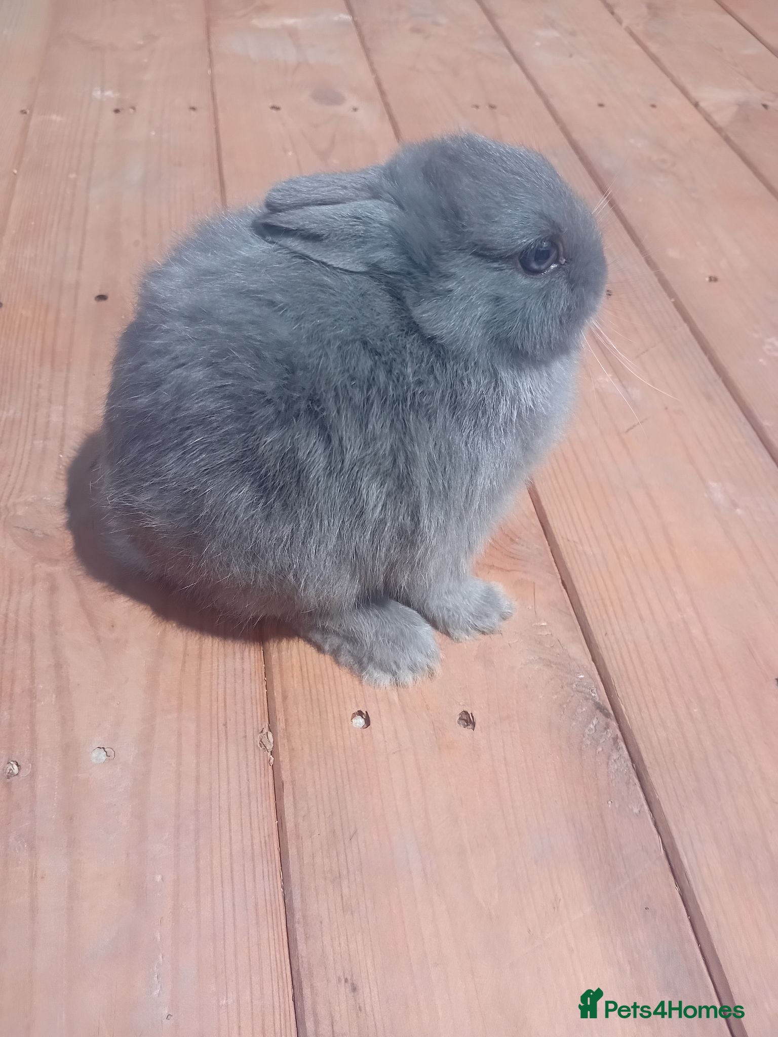 Netherland Dwarf rabbits Netherland dwarf baby's  - Advert 2