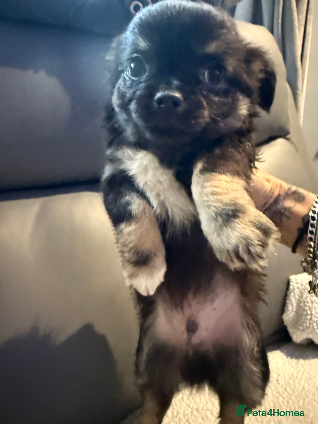 Chihuahua dogs for sale: Stunning litter of 5 long coat chihuahuas - Image 11