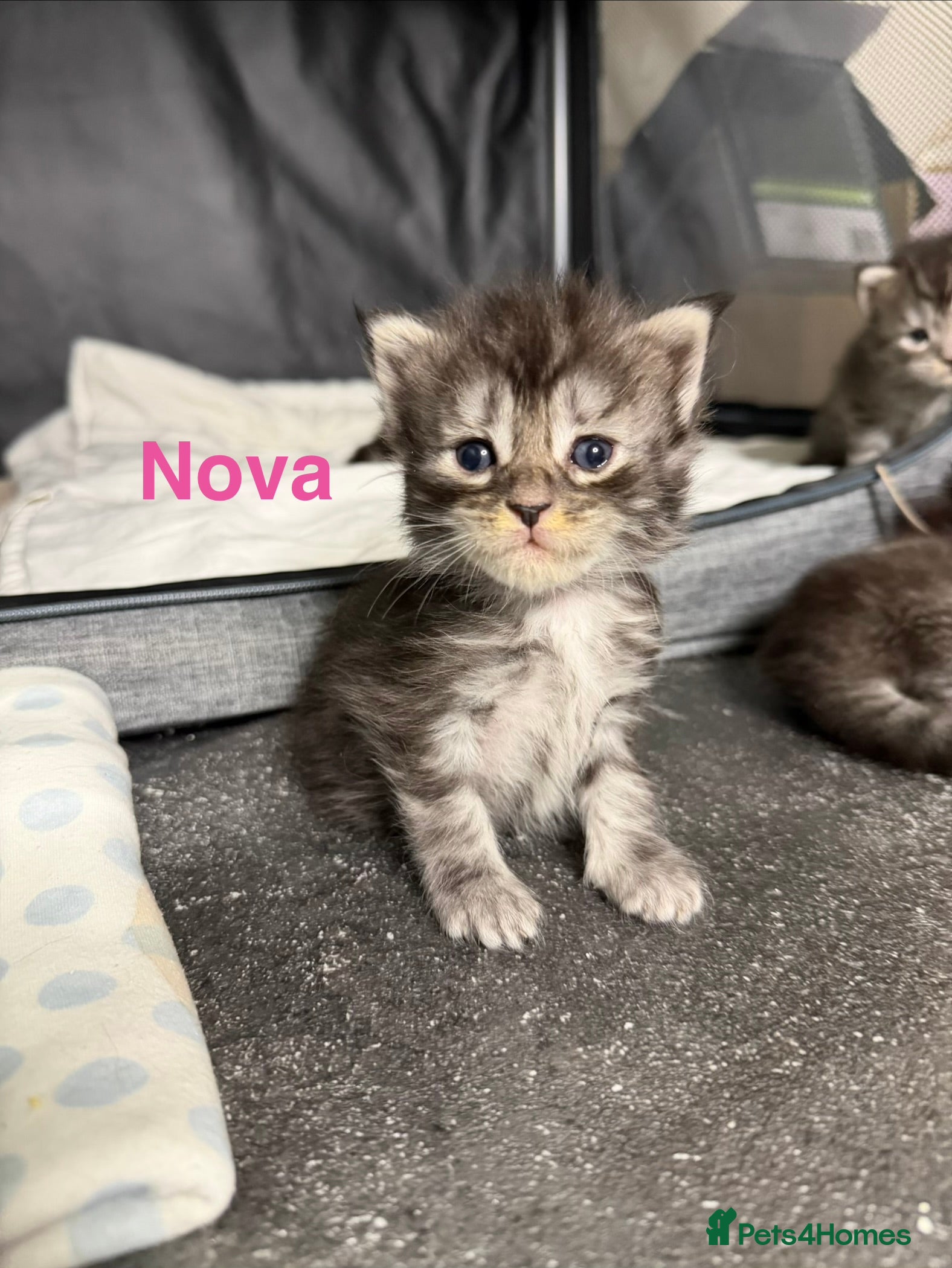 Maine Coon cats TICA Registered Maine Coon Kittens  - Advert 8