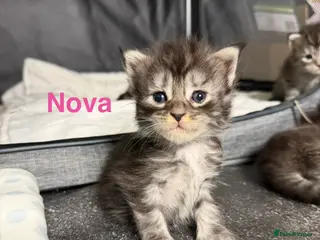 Maine Coon cats TICA Registered Maine Coon Kittens - Advert 8