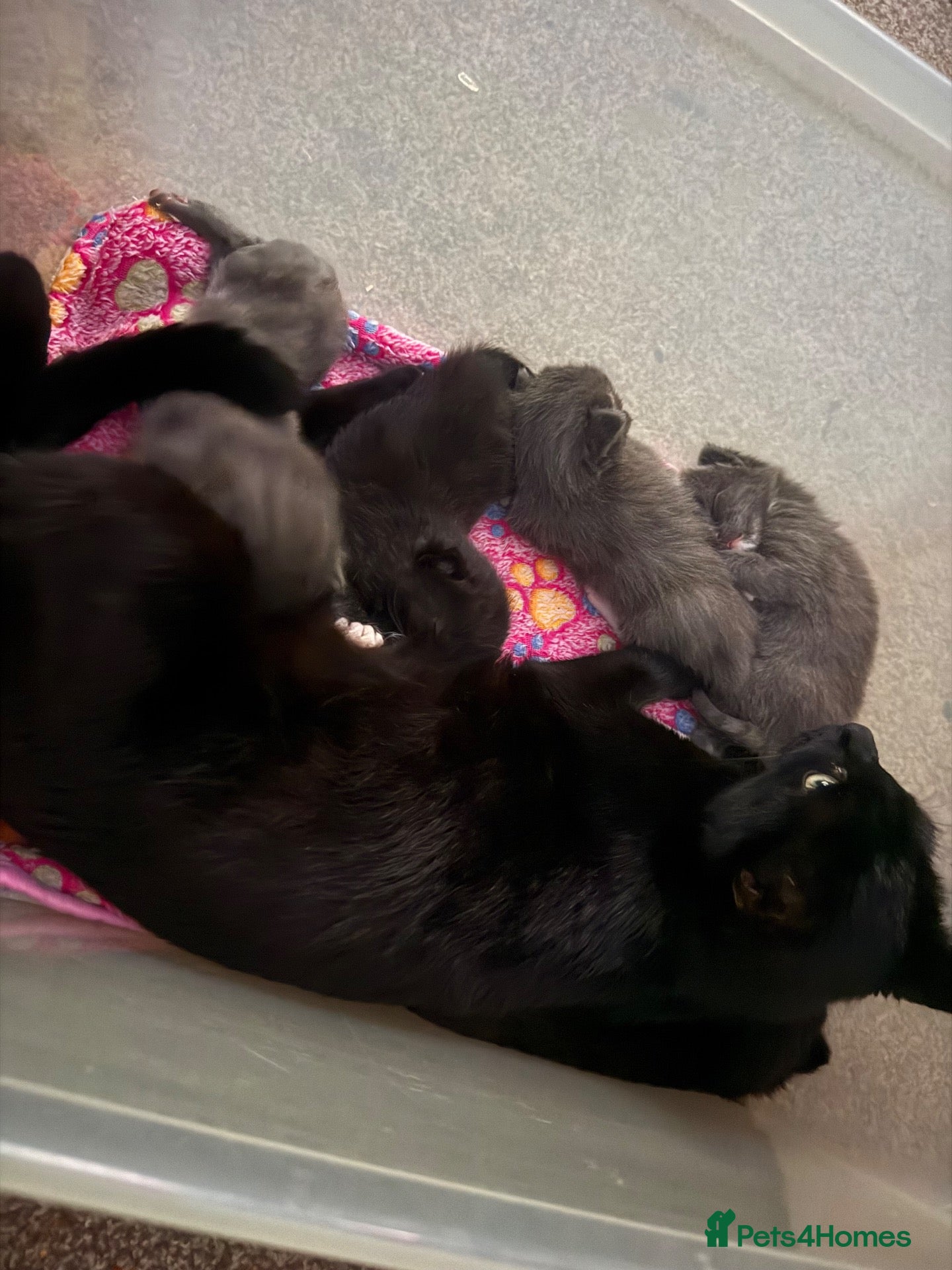 Ragdoll cats Mixed Ragdoll looking for forever homes🥰 - Advert 16