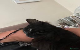 British Shorthair cats for sale: 2 older black kittens (one 9 months, one 7 months) - Image 3