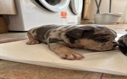 Mixed Breed dogs for sale: French bulldog cross pocket bully puppies  - Image 7