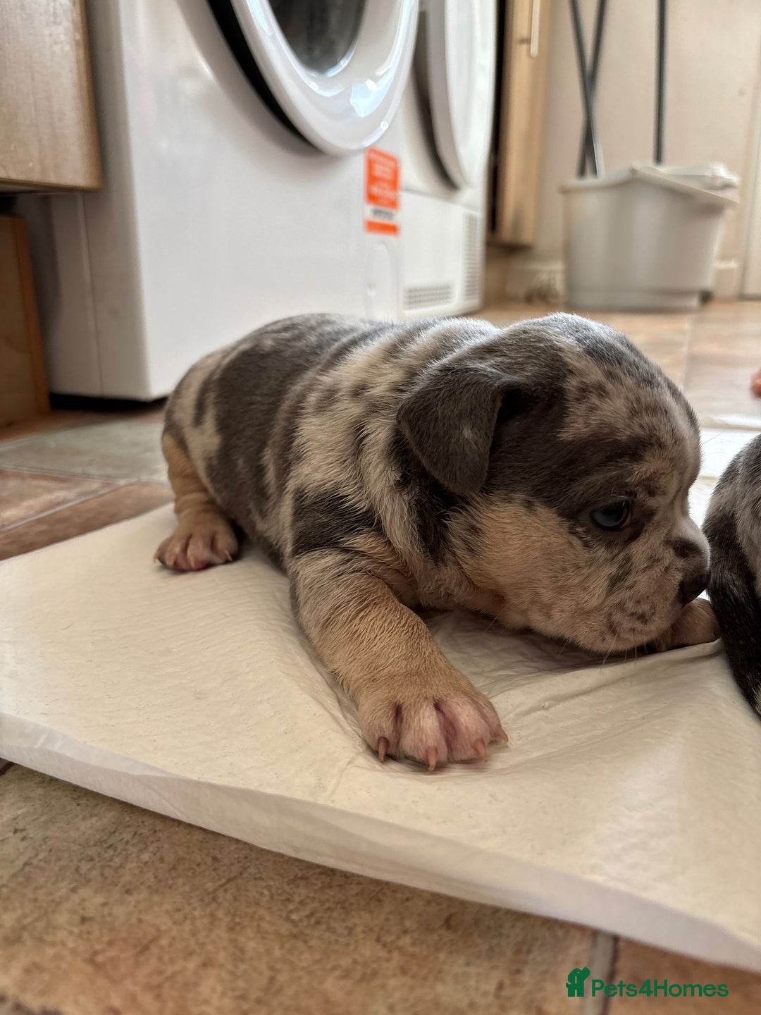 Mixed Breed dogs for sale: French bulldog cross pocket bully puppies  - Image 7
