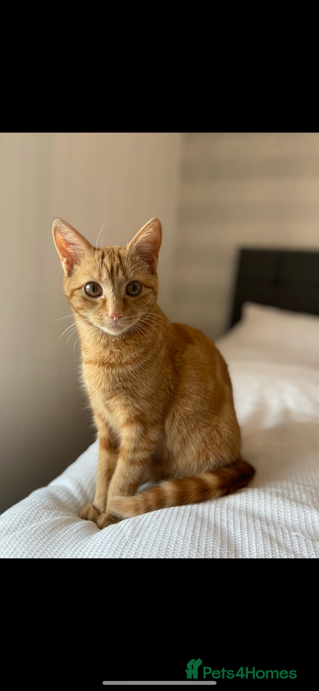 Mixed Breed cats for sale: 3 kittens for sale- 1 boy and 2 girls  - Image 8