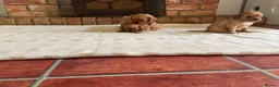 Cavalier King Charles Spaniel dogs for sale: Ruby Cavalier King Charles Spaniel Puppy’s  - Advert 7