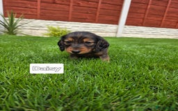 Dachshund dogs for sale: Red long-haired standard dachshund puppies - Image 12
