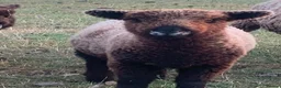 Sheep livestock for sale: Coloured Ryeland ewe lambs - Advert 2