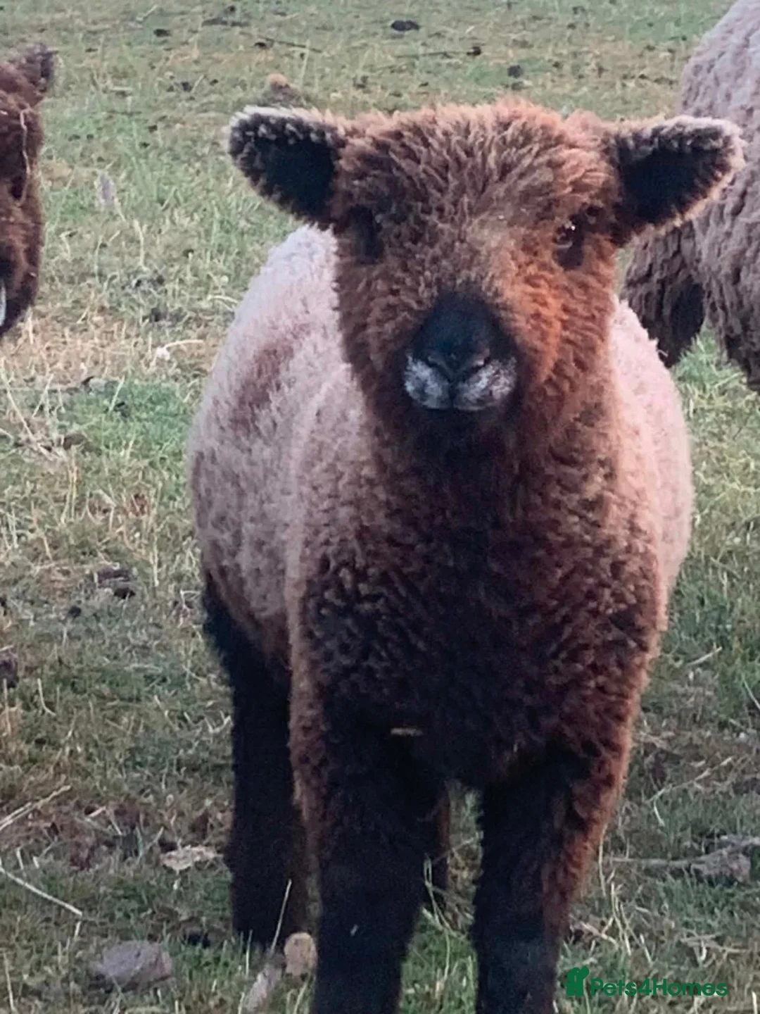 Sheep livestock for sale: Coloured Ryeland ewe lambs - Advert 2
