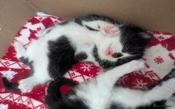 Mixed Breed cats for sale: 3 Beautiful Black and White Tuxedo Kittens  - Image 18