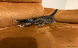 Siberian cats for sale: Half Siberian kittens - Image 5