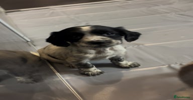 Cocker Spaniel dogs - Advert 8