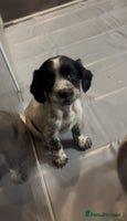 Cocker Spaniel dogs - Advert 8