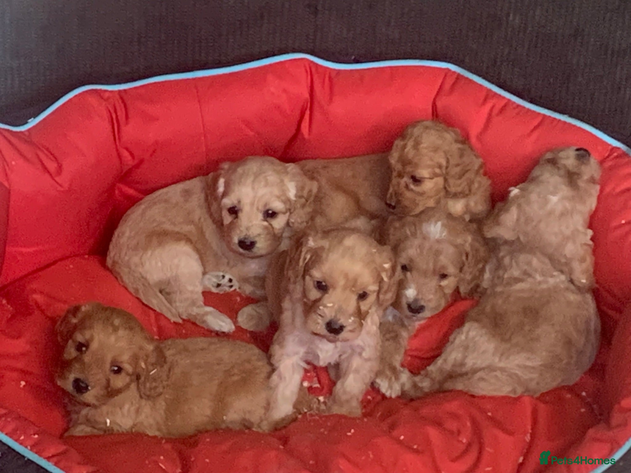Cockapoo dogs Beautiful Cockapoo F1 puppies  - Advert 16