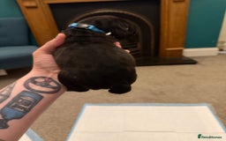 Cane Corso dogs for sale: Large Cane Corso pups - Advert 20