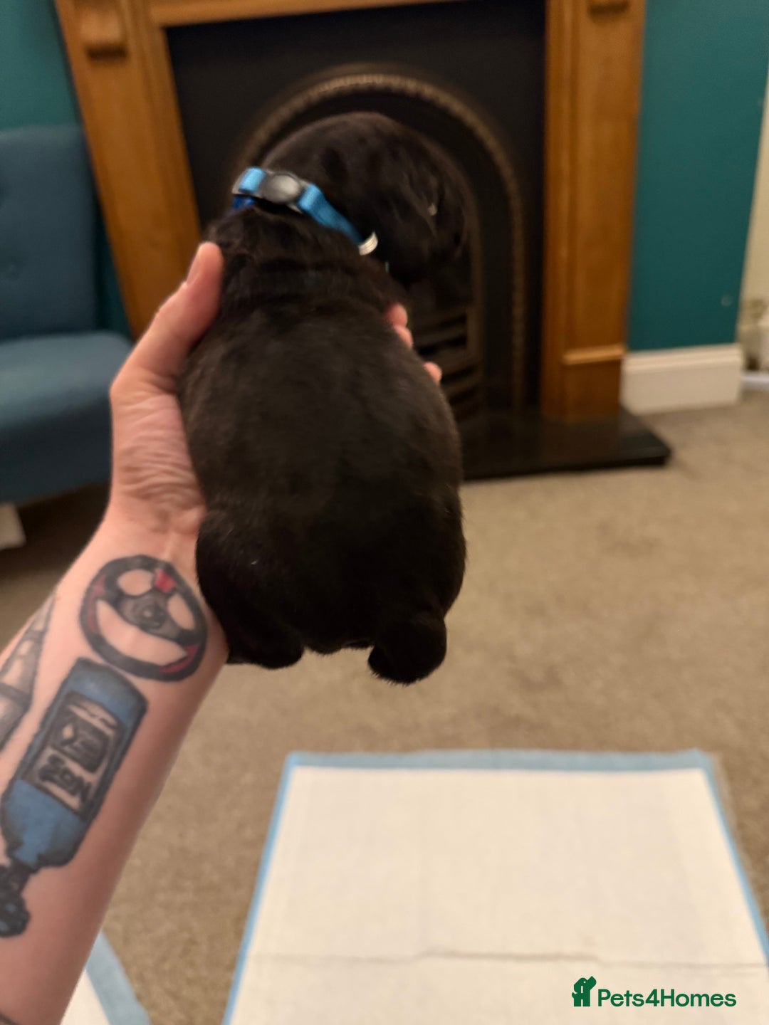 Cane Corso dogs for sale: Large Cane Corso pups - Advert 20