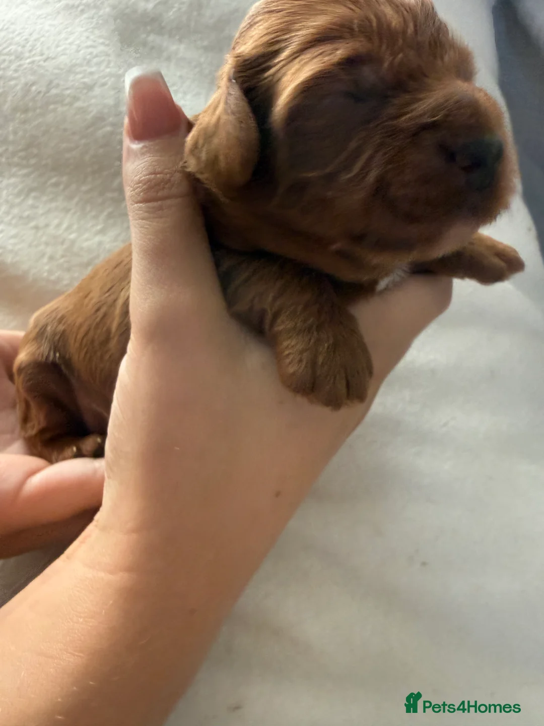 Cockapoo dogs for sale: 🐾 COCKAPOO PUPPIES DUE 6TH SEPTEMBER 🐾 - Advert 2